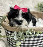 Maggie , a female Morkie for sale in Winslow, AR – 6 of 6