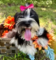 Maggie , a female Morkie for sale in Winslow, AR – 2 of 7