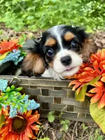 Tia , a female Cavalier King Charles Spaniel for sale in Winslow, AR – 6 of 8