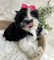 Maggie , a female Morkie for sale in Winslow, AR – 2 of 6