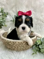 Tia , a female Cavalier King Charles Spaniel for sale in Winslow, AR – 1 of 7