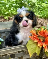 Tova , a female Cavalier King Charles Spaniel for sale in Winslow, AR – 7 of 8