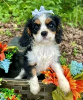 Tova , a female Cavalier King Charles Spaniel for sale in Winslow, AR – 2 of 8