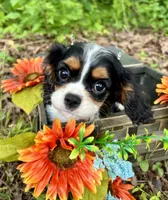 Tia , a female Cavalier King Charles Spaniel for sale in Winslow, AR – 4 of 8