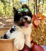 Vinnie , a male Biewer for sale in Winslow, AR – 2 of 5