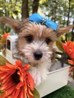 Eli, a male Yorkshire Terrier for sale in Winslow, AR – 3 of 5