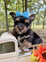 Jasper , a male Yorkshire Terrier for sale in Winslow, AR – 5 of 6