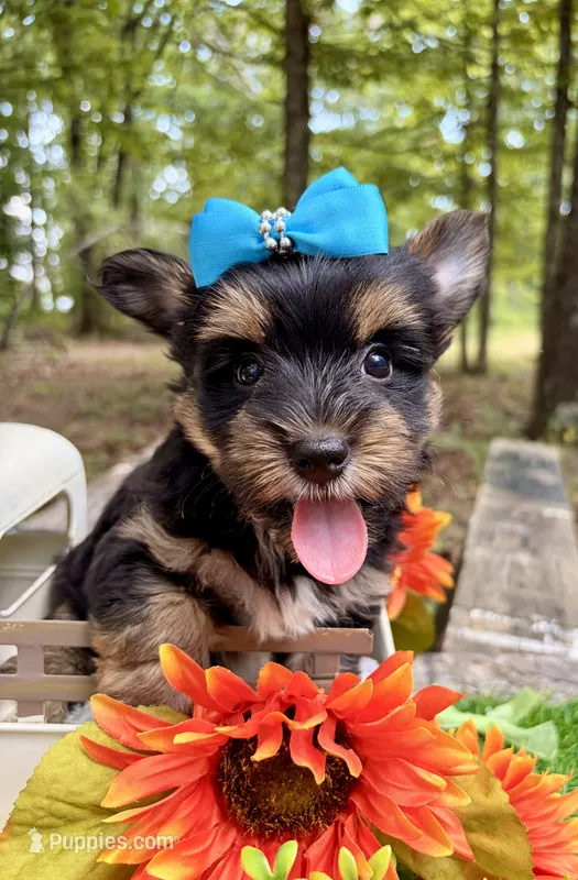 Jasper  – Yorkshire Terrier puppy for sale in Winslow, AR