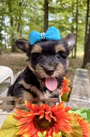 Jasper , a male Yorkshire Terrier for sale in Winslow, AR – 1 of 6