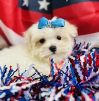 Petey, a male Maltese for sale in Winslow, AR – Photo 2 of 4