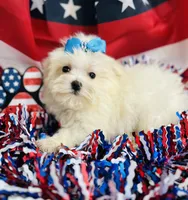 Petey, a male Maltese for sale in Winslow, AR – Photo 3 of 4