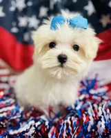 Petey, a male Maltese for sale in Winslow, AR – Photo 1 of 4