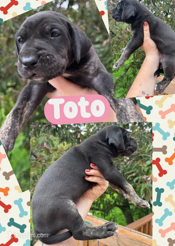 TOTO – Great Dane puppy for sale in Bolivar, NY