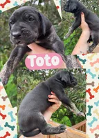 TOTO, a female Great Dane for sale in Bolivar, NY – 3 of 5