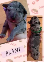 ALANI, a female Great Dane for sale in Bolivar, NY – 1 of 1
