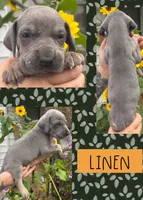Linen, a female Great Dane for sale in Bolivar, NY – 1 of 1