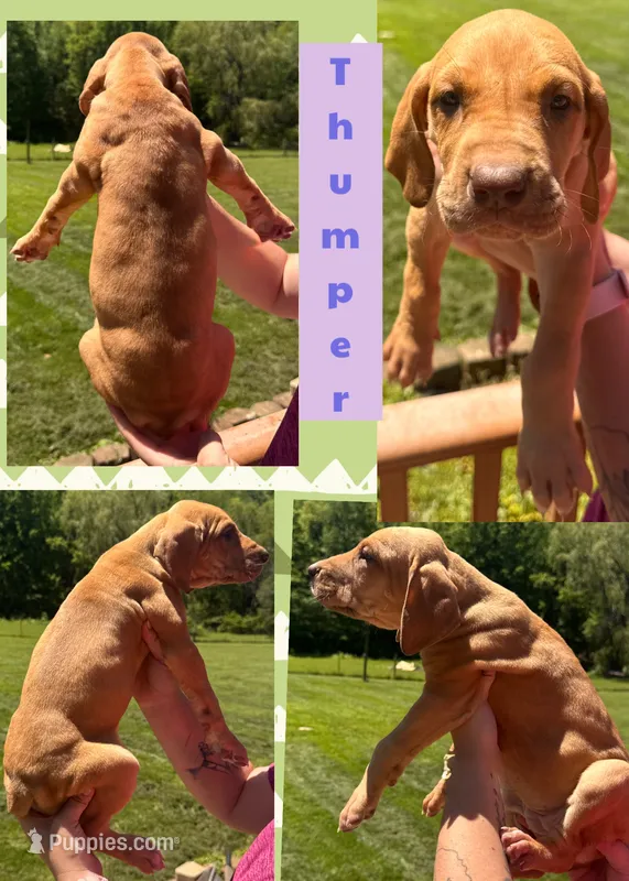 Thunper – Great Dane puppy for sale in Bolivar, NY