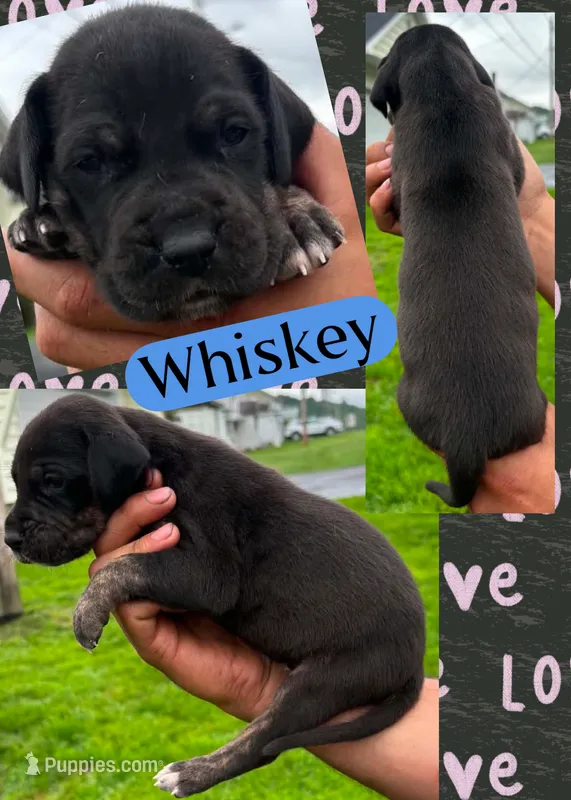 Whisky – Great Dane puppy for sale in Bolivar, NY