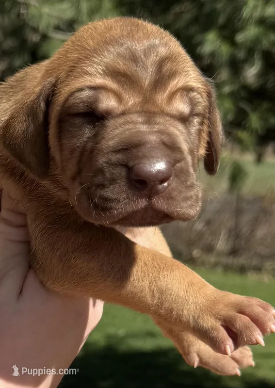 Reese – Great Dane puppy for sale in Bolivar, NY