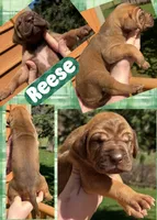 Reese, a female Great Dane for sale in Bolivar, NY – Photo 2 of 2