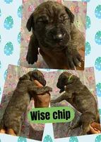 WISE CHIP, a male Great Dane for sale in Bolivar, NY – Photo 1 of 2