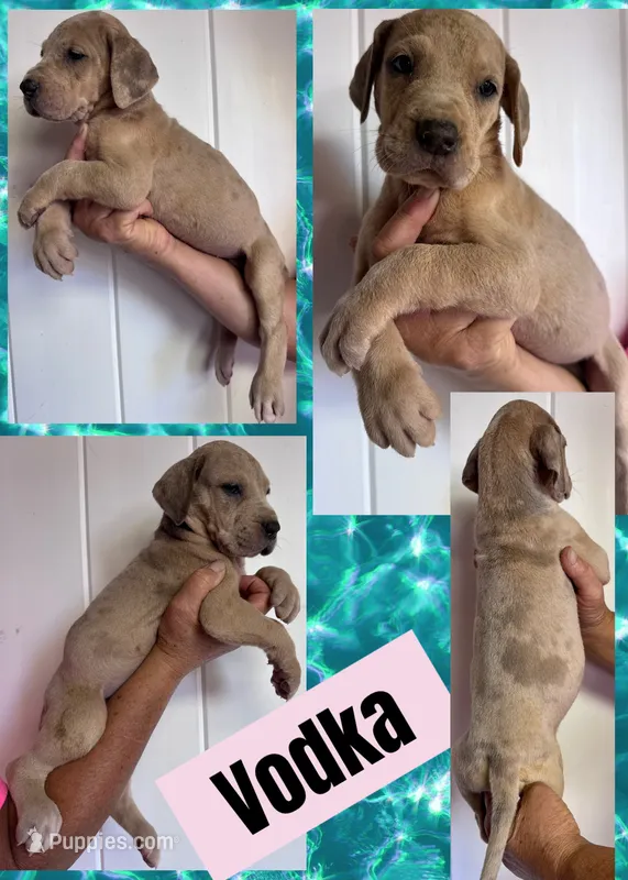 Vodka – Great Dane puppy for sale in Bolivar, NY