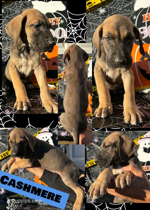CASHMERE – Great Dane puppy for sale in Bolivar, NY