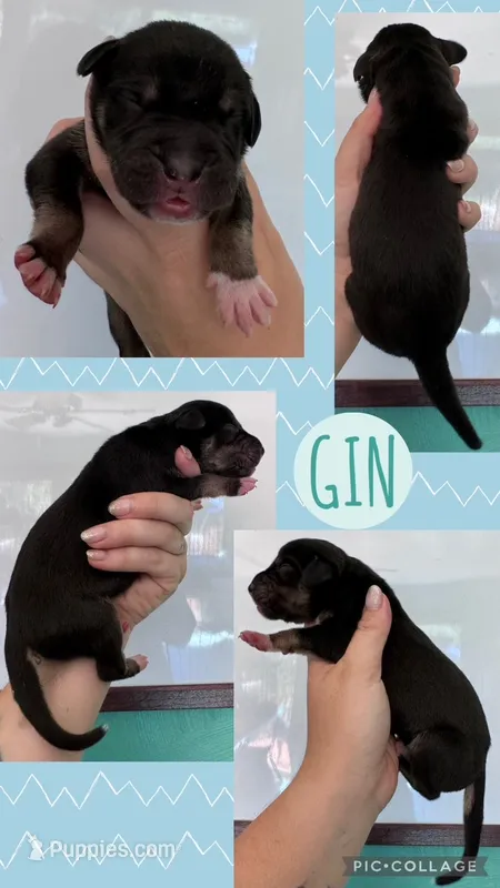 Gin – Great Dane puppy for sale in Bolivar, NY
