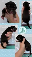 Gin, a male Great Dane for sale in Bolivar, NY – 1 of 1