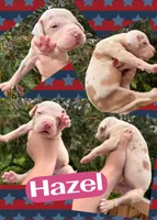 Hazel, a female Great Dane for sale in Bolivar, NY – 1 of 1