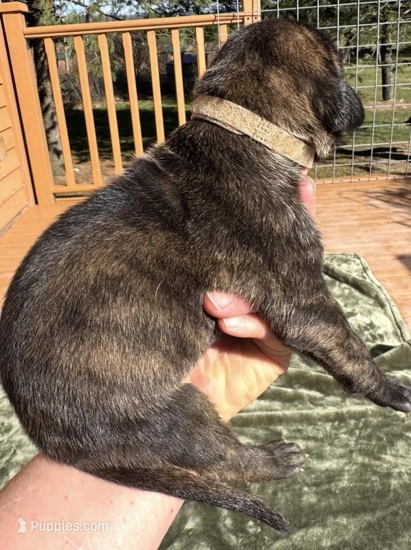 Nutella  – Great Dane puppy for sale in Bolivar, NY