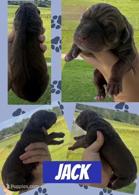 JACK – Great Dane puppy for sale in Bolivar, NY