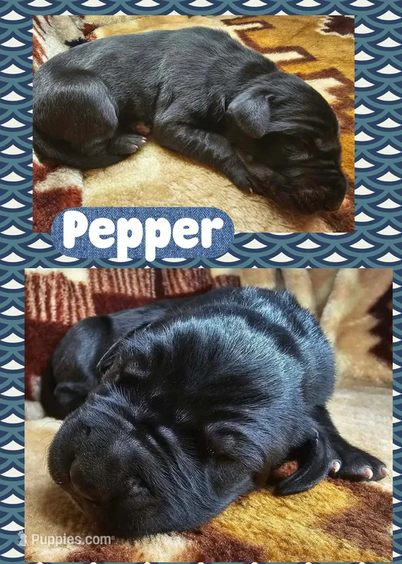 Pepper – Great Dane puppy for sale in Bolivar, NY