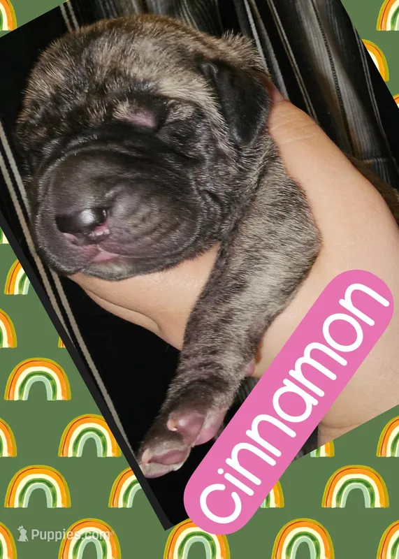 Cinnamon – Great Dane puppy for sale in Bolivar, NY