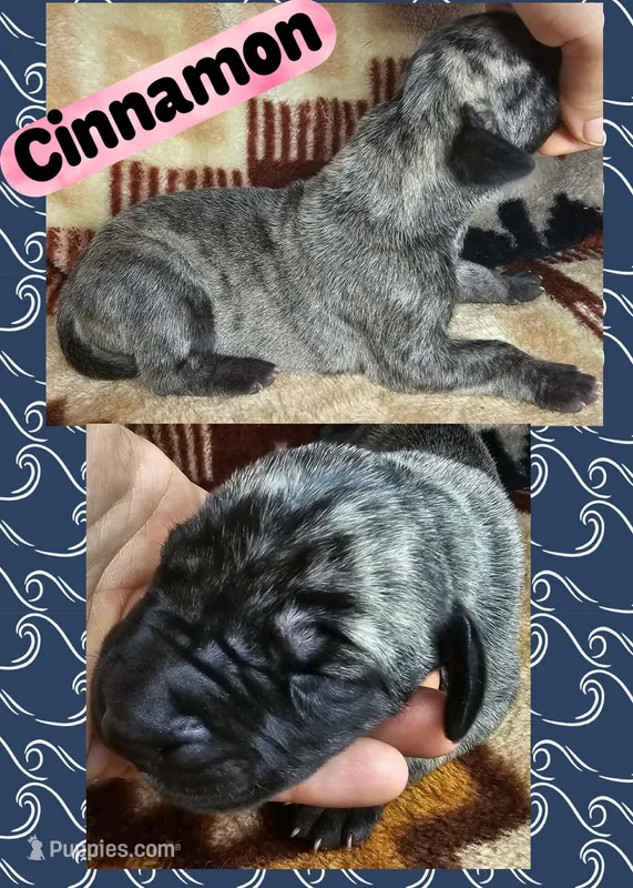 Cinnamon – Great Dane puppy for sale in Bolivar, NY