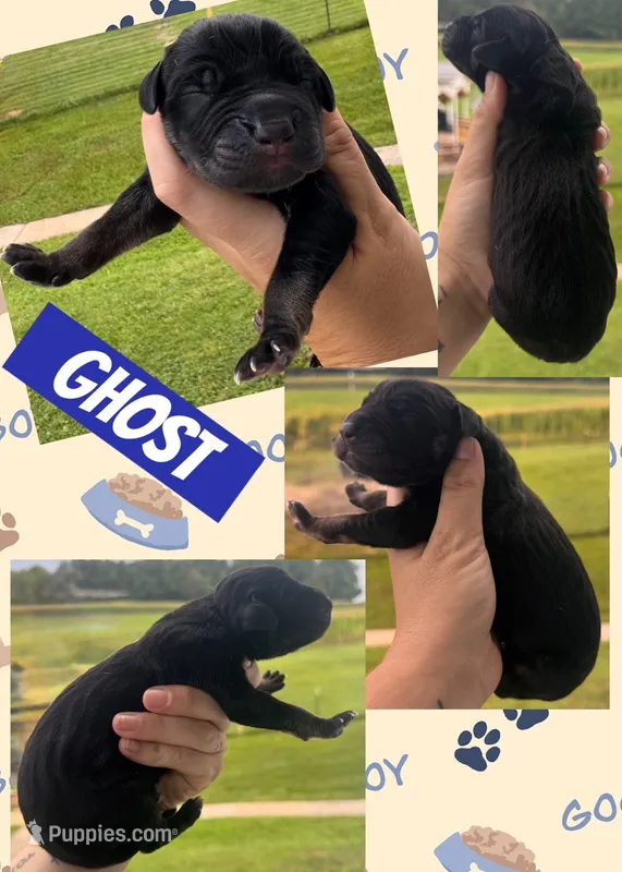 GHOST – Great Dane puppy for sale in Bolivar, NY