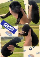 GHOST, a male Great Dane for sale in Bolivar, NY – 1 of 1