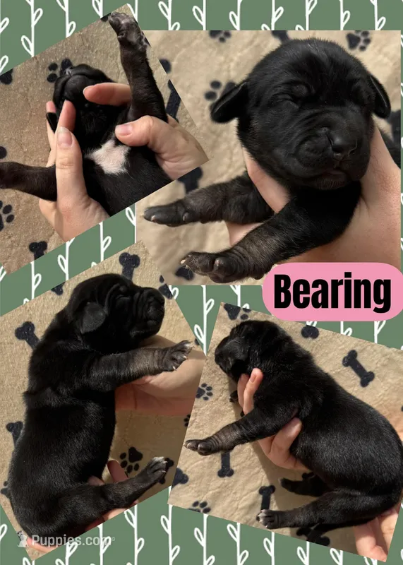 BEARING – Great Dane puppy for sale in Bolivar, NY