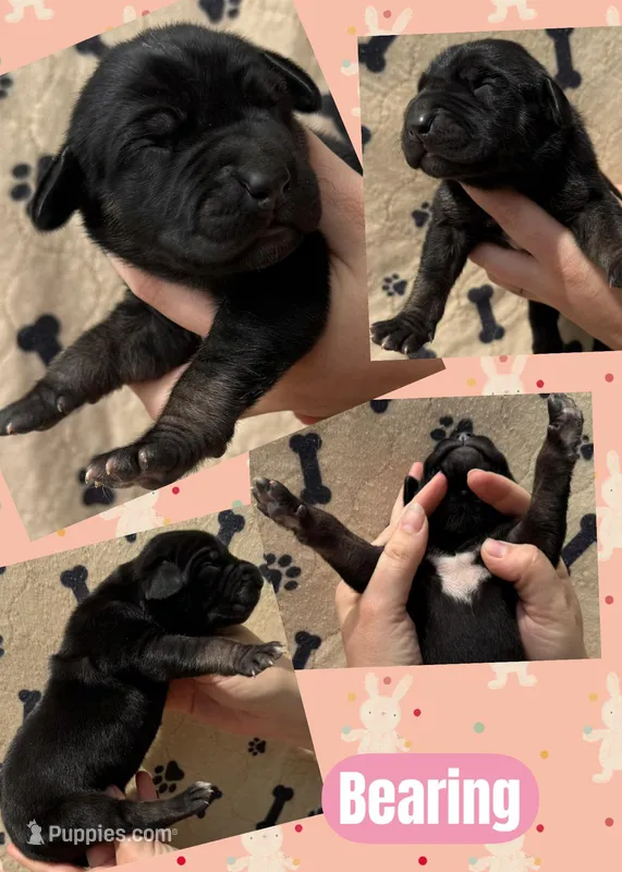 BEARING – Great Dane puppy for sale in Bolivar, NY