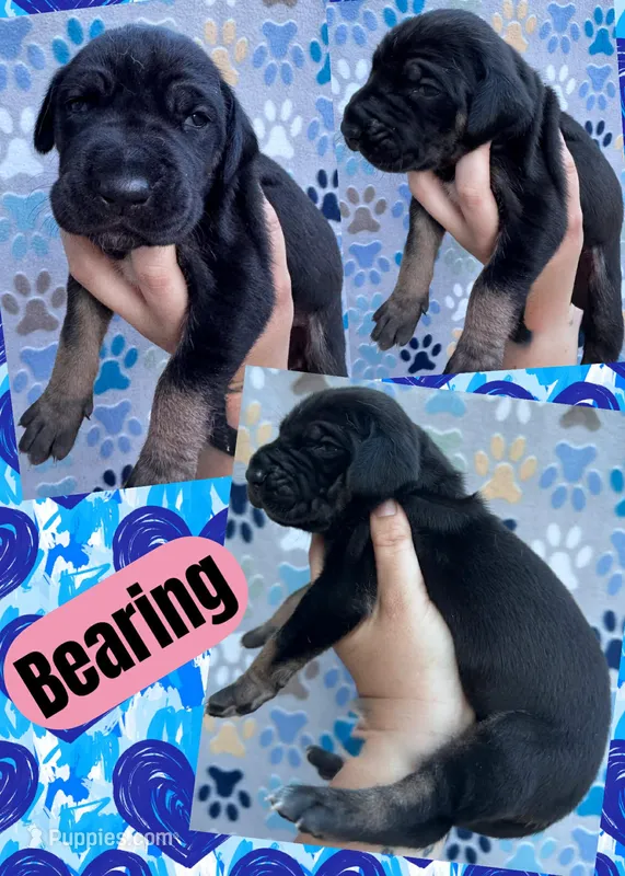 BEARING – Great Dane puppy for sale in Bolivar, NY