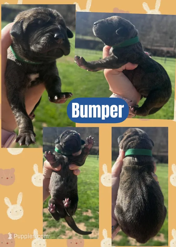 BUMPER – Great Dane puppy for sale in Bolivar, NY