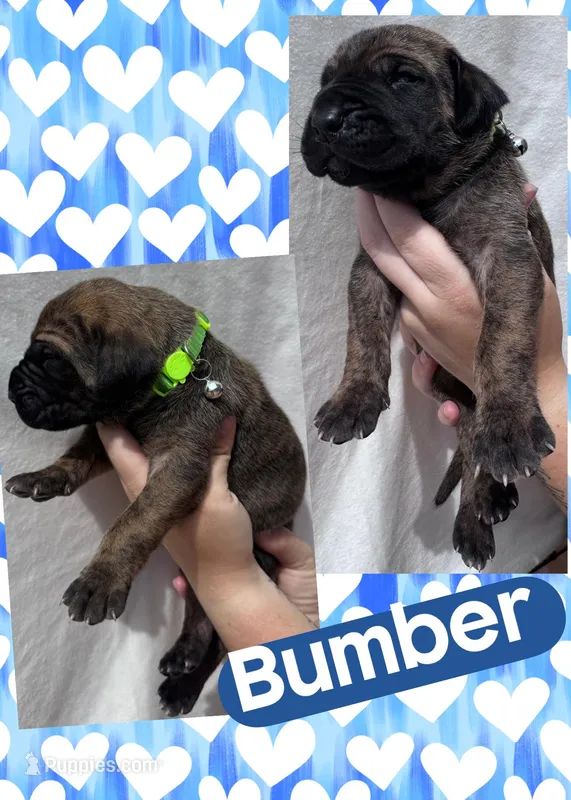 BUMPER – Great Dane puppy for sale in Bolivar, NY