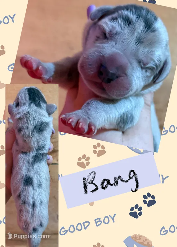 BANG – Great Dane puppy for sale in Bolivar, NY