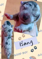 BANG, a male Great Dane for sale in Bolivar, NY – 1 of 1