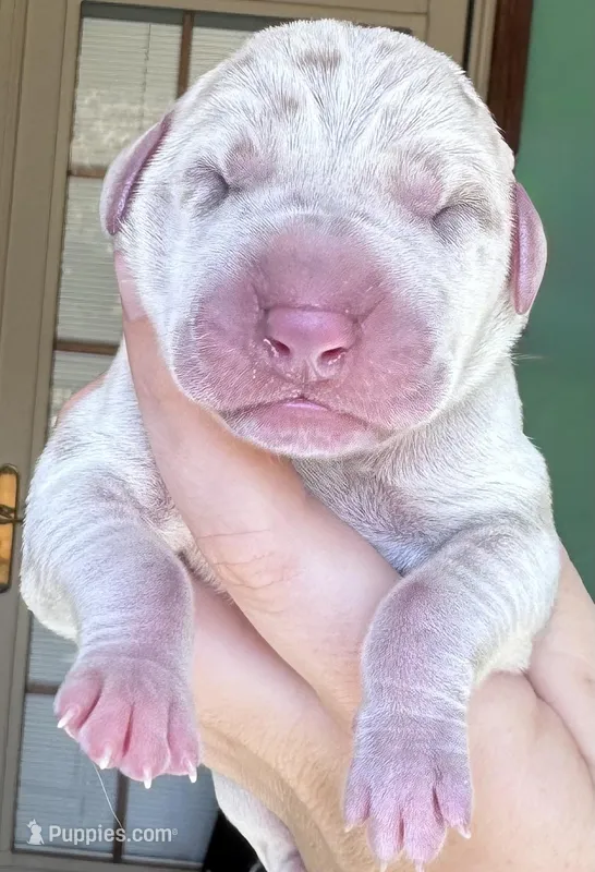 Simba – Great Dane puppy for sale in Bolivar, NY