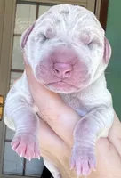 Simba, a male Great Dane for sale in Bolivar, NY – Photo 1 of 2