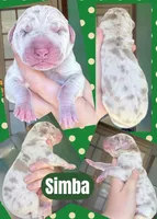 Simba, a male Great Dane for sale in Bolivar, NY – Photo 2 of 2