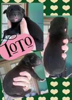 TOTO, a female Great Dane for sale in Bolivar, NY – Photo 2 of 2