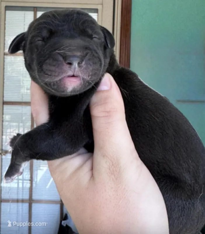 TOTO – Great Dane puppy for sale in Bolivar, NY