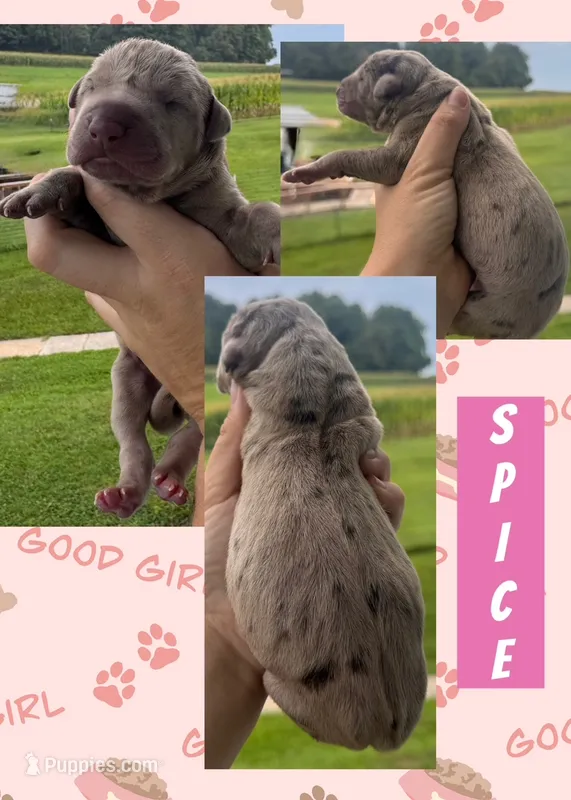 SPICE – Great Dane puppy for sale in Bolivar, NY